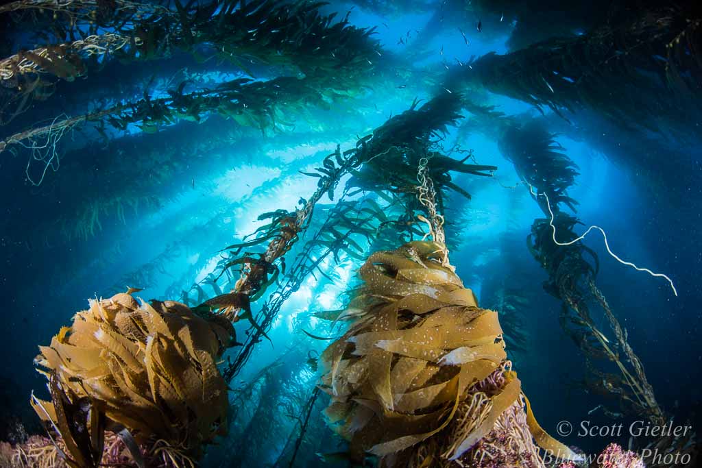 Giant Kelp Forest taken with Nikon D810, Tokina 10-17mm fisheye lens Wide-angle underwater photography tutorial