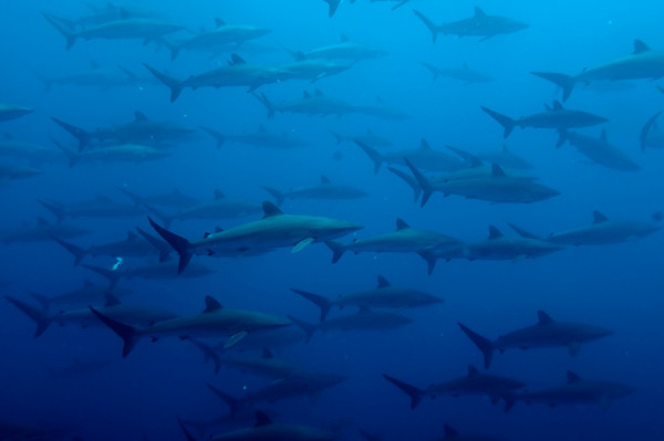 silky sharks at Malpelo