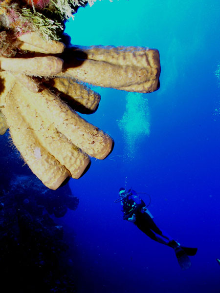 wall diving in cozumel