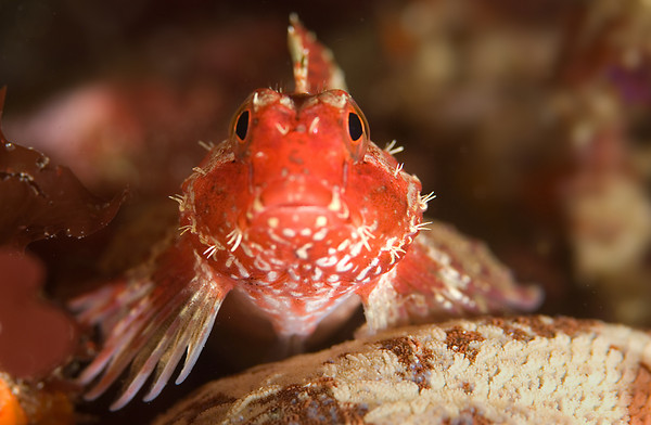 underwater photography with 105mm macro lens