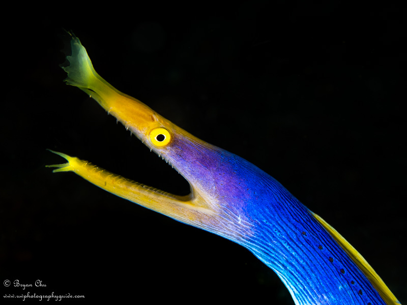 Ribbon eels can be very difficult to shoot with black backgrounds. It took me a bit of time to maneuver into the right position, but eventually I was able to get about 8" of water between the eel and the sand behind it, and shot this black background image. Olympus OM-D E-M1, Olympus 60mm macro lens, Nauticam housing, 2x YS-D1 strobes. Ribbon eel with a black background