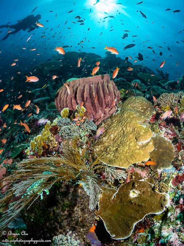 Portrait orientation allowed me the vertical space for a big chunk of this beautiful reef, along with some nice points of interest - the diver and the sun - without jamming too much into a landscape orientation.