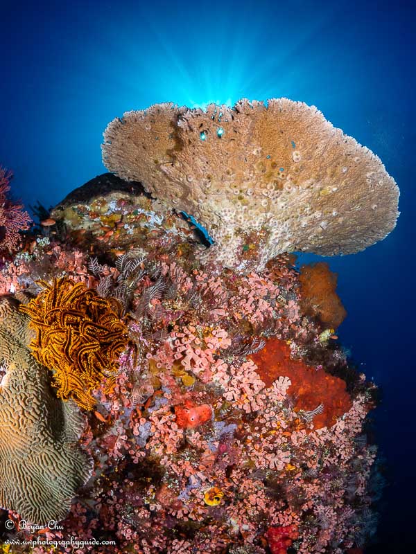 Portrait orientation allowed me to focus the composition on the coral and sun burst, but also include a nice portion of orange-encrusted rock.