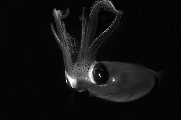 black and white underwater photography