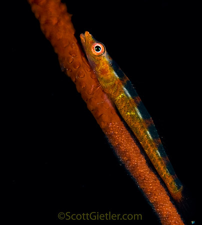 wire coral goby with black background