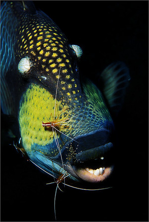 queen triggerfish