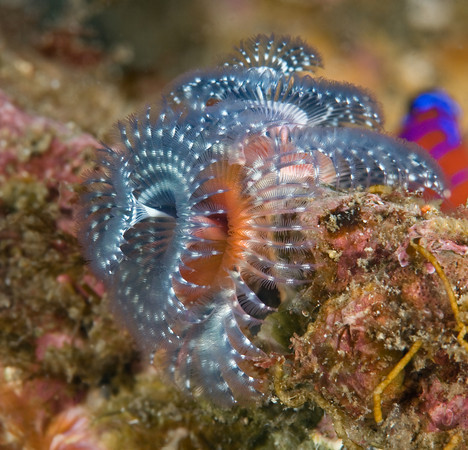 christmas tree worm underwater, 105mm macro lens