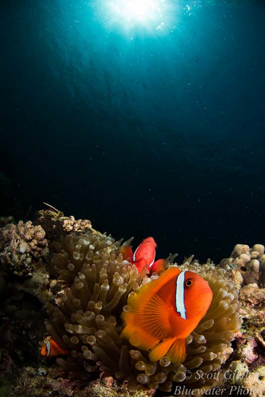 Anemone fish and sunburst from Anilao, Philippines using a fisheye lens Sunburst underwater photo