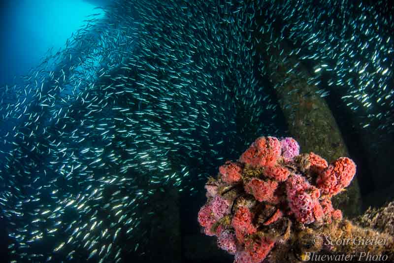 Sardines and anemones on the Oil Rigs. The anemones are the foreground subject, the fish and rigs structure is the background. I shot at an upward angle to get a brighter blue background, which is very important. wide angle underwater photography tutorial