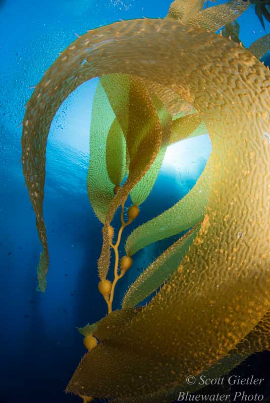 The curves in this kelp help to create a beautiful image underwater kelp photo