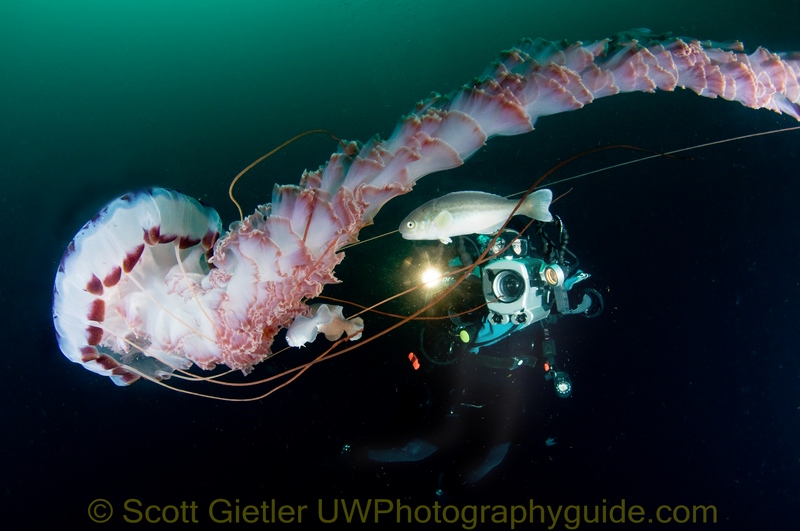 Giant Jellyfish photographed in Southern California giant jellyfish underwater