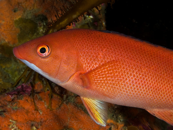 sheephead, 60mm macro lens underwater