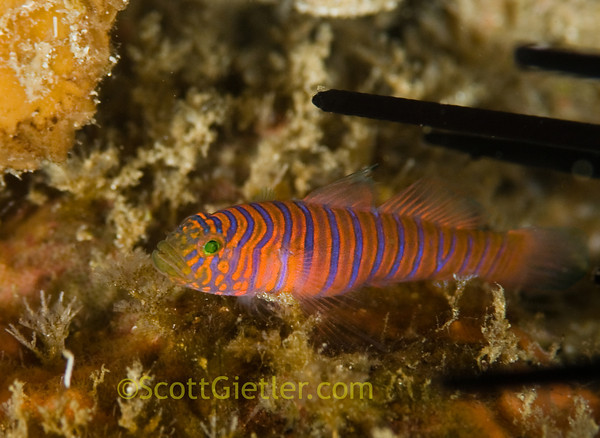 zebra goby underwater photo