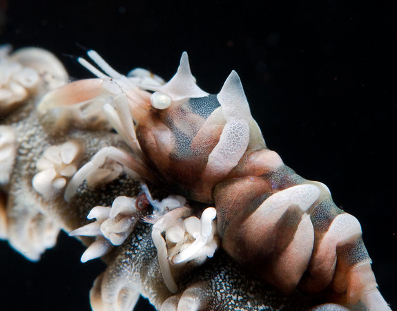 xeno crab, bali, with subsee diopter