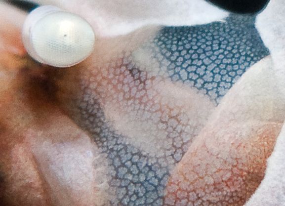 subsee diopter example 100% crop