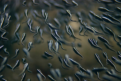 convict blennies, lembeh straits