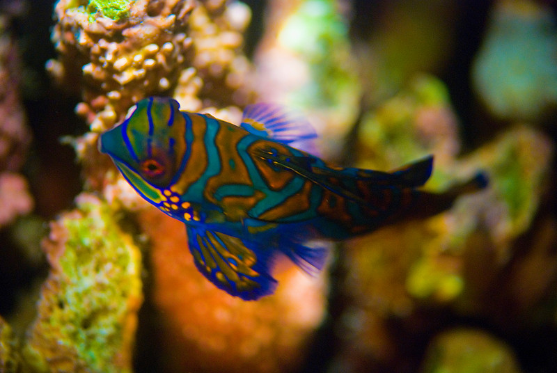 mandarin fish