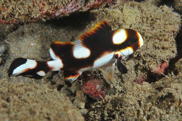 juvenile oriental sweetlips