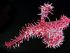 ornate ghost pipefish