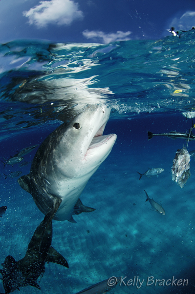 split shot underwater photography