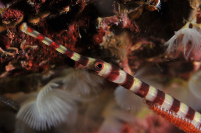 coral banded pipefish