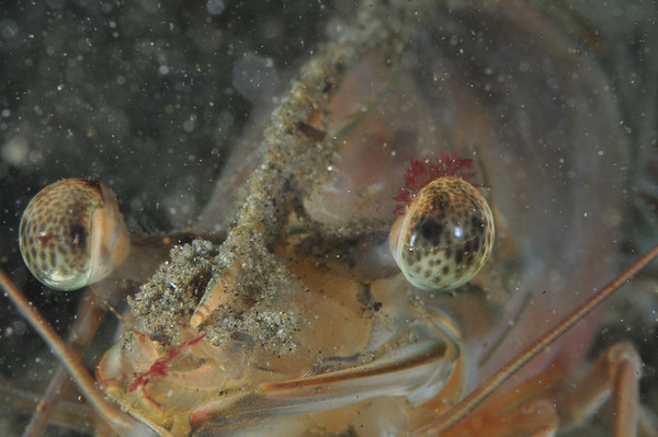 backscatter in underwater photo