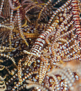 crinoid shrimp