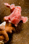 pianted frogfish
