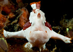 warty frogfish, Antennarius maculatus