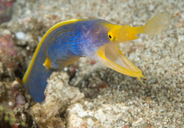 blue ribbon eel