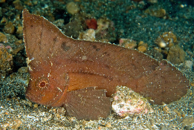 cuckatoo waspfish, lembeh