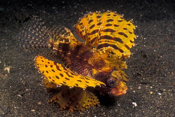 yellow shortfin lionfish