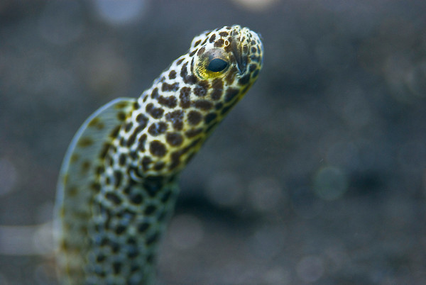 garden eel