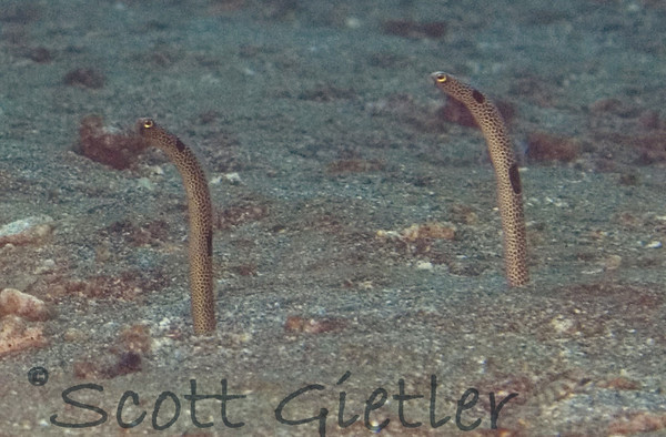 garden eels