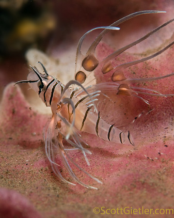 baby lionfish kubu, bali