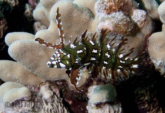 juvenile rockmover wrasse