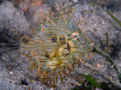 leafy filefish