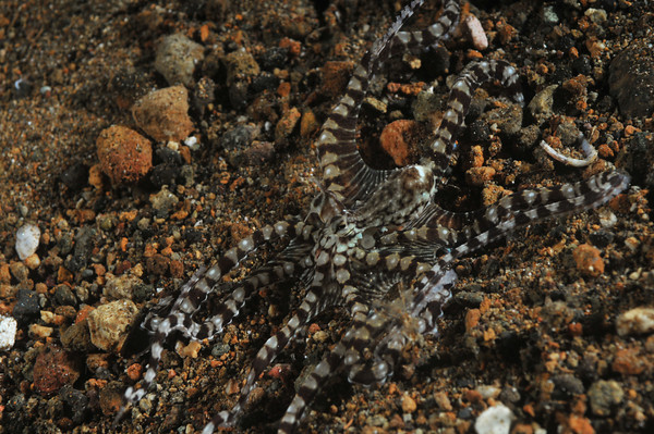 Mimic octopus