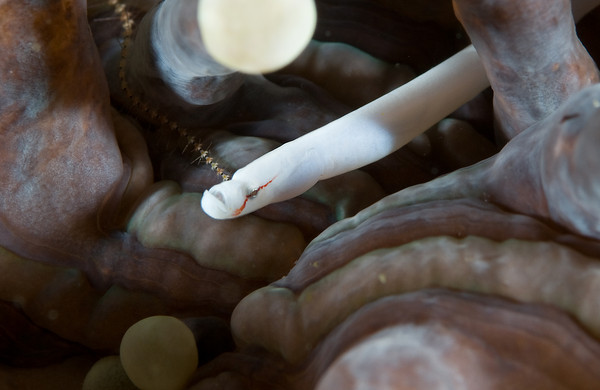 mushroom coral pipefish, Siokunichthys nigrolineatus