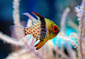 pajama cardinal fish