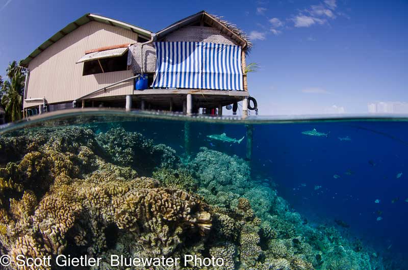 Blacktip reef sharks under a resort in Fakarava, French Polynesia over-under split shots underwater