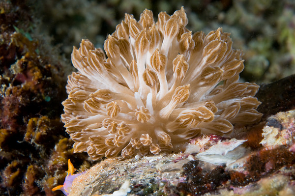 xenia mimic nudibranch, phyllodesmium_rudmani