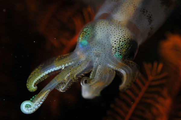 reef squid