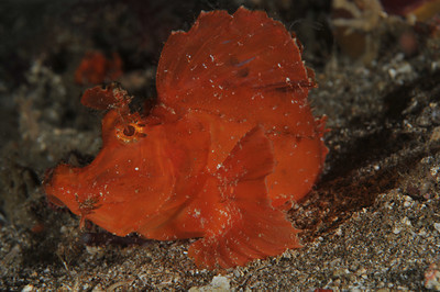 rhinopia eschmeyeri