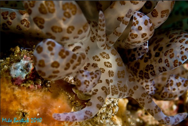 solar powered nudibranch, phyllodesmium