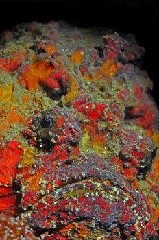 stonefish underwater photo