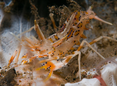 tiger shrimp