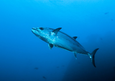 dogtooth tuna, liberty wreck, bali