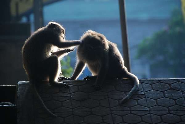 monkeys in ubud, bali