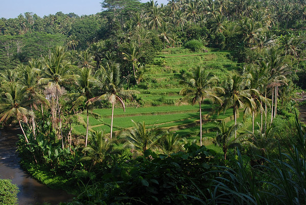 rice terraces in ubud, bali